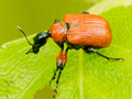 Apoderus coryli